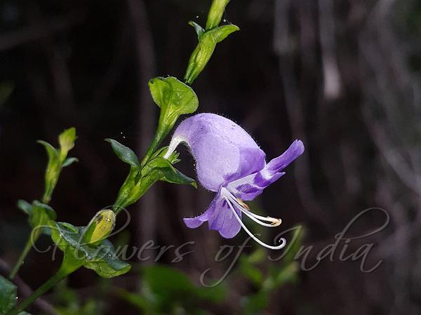 Heart-Leaf Coneflower